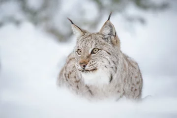 Gordijnen Lynx in de sneeuw © Natureimmortal