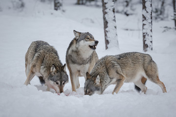 Wolf pack feeding