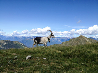 Ziege in den Schweizer Alpen