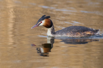 Great crested grebe (Podiceps cristatus)