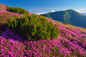 Obraz premium Summer landscape with flowers