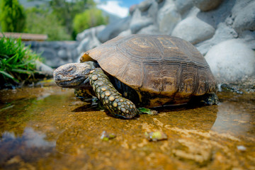 cute green turtle walking on a pond in farm