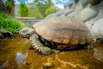 Fototapeta premium cute green turtle walking on a pond in farm