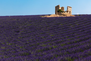 Fototapeta na wymiar Panoramic view of lavender fields in Provence, France