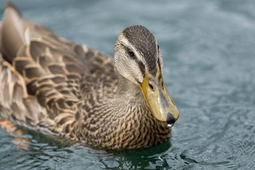 Close Up Duck