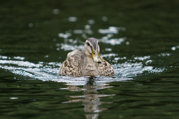 Swimming Duck