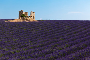 Fototapeta na wymiar Panoramic view of lavender fields in Provence, France