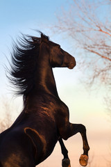 Black horse rearing up against sunset sky