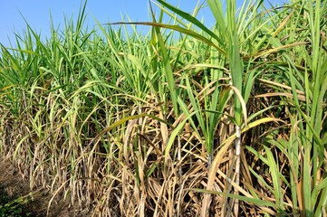 sugarcane plants grow in field 