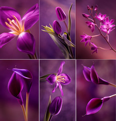Kwiaty w fioletach - obrazy, fototapety, plakaty