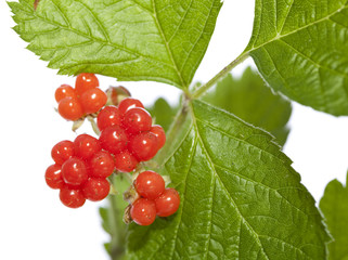 raspberry