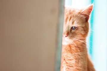 Obraz premium Red cat is crying