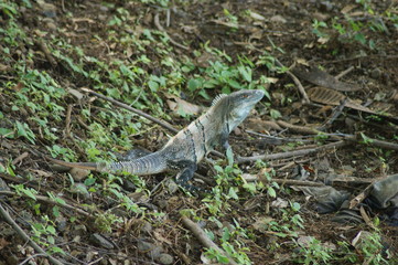 iguane