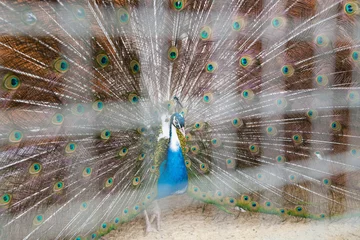 Fotobehang Peacock © olvius