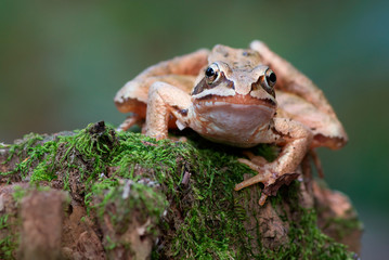 Moor frog