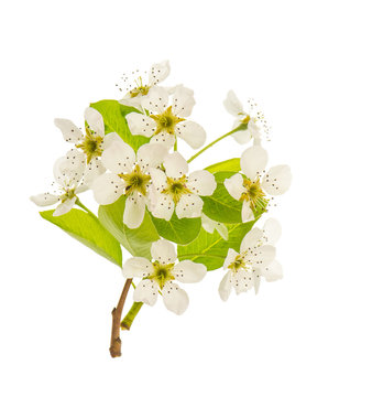 Blossoms of pear tree. Spring flowers isolated on white
