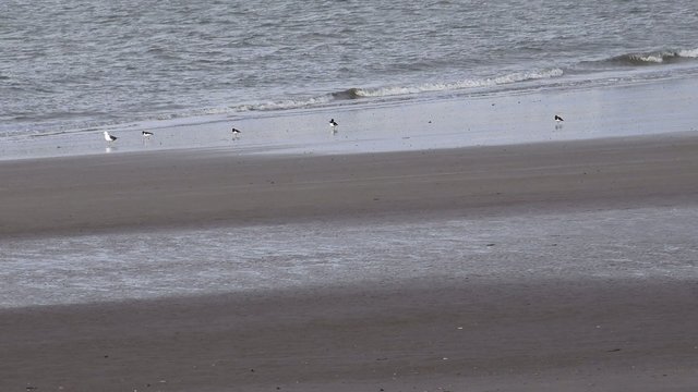 Birds on natural sand beach at new Brighton