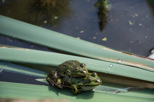 Pair of frogs during mating