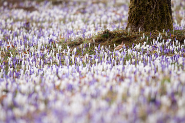 Crocus