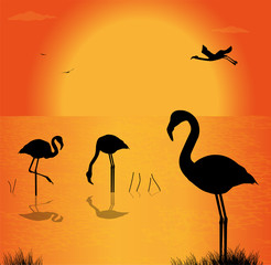 silhouette di fenicotteri sul lago al tramonto