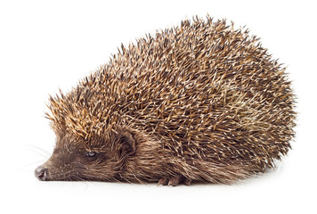 Obraz premium Hedgehog side view