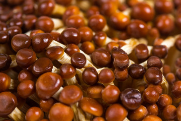 little brown mushrooms background