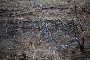 Disastrous consequences of forest fires