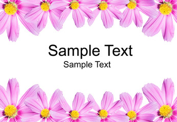 cosmos flowers background isolated on white with sample text