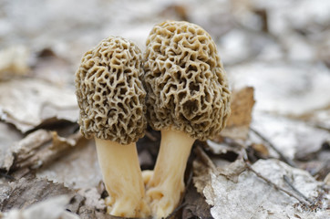 Morel Mushrooms