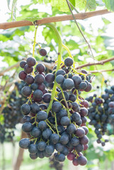 Branch of blue grapes on vine in vineyard