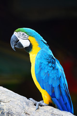 Blue and Gold Macaw