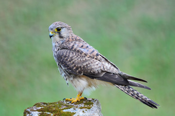 female Common Kestrel