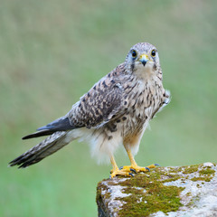 female Common Kestrel