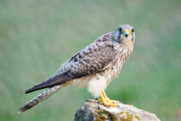 female Common Kestrel