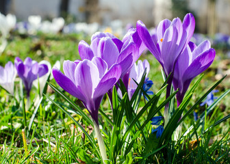 Springtime crocus in white and violet :)