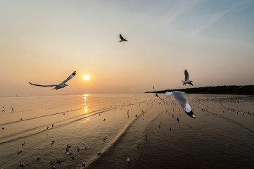 Seagulls in the sea