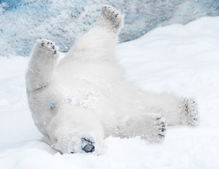 Jeune ours polaire jouant dans la neige