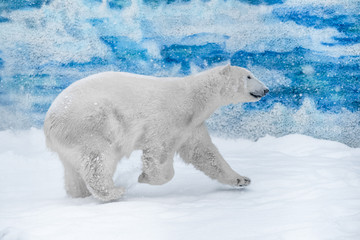 Fototapeta na wymiar Young Polar Bear playing in snow