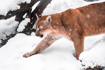 Portrait of a cougar, mountain lion, puma, panther