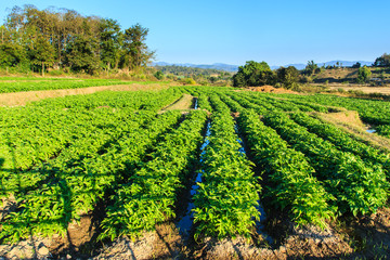Fototapeta na wymiar Potato field on blue sky landscape.