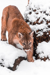 Portrait of a cougar, mountain lion, puma, panther