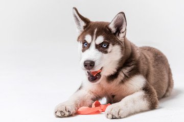 Siberian Husky Utah playing with Balloon