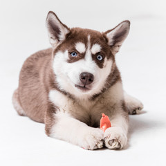 Siberian Husky Utah playing with Balloon