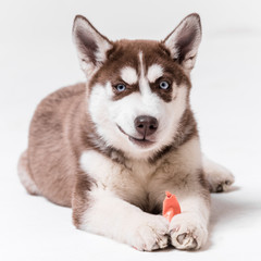 Siberian Husky Utah playing with Balloon
