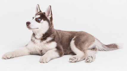 Siberian Husky Utah playing with Balloon