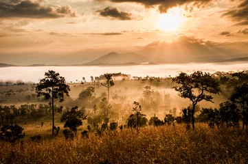 Fotobehang sunrise in savanah meadow © ktianngoen0128