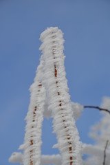 Zwillinge, vereiste Zweige, Baum, Schnee