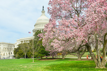 Washington DC - Capitol Building in Spring
