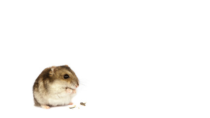 Roborovski hamster