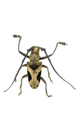 Cerambycidae , paraleprodera crucifera isolated on white backgro